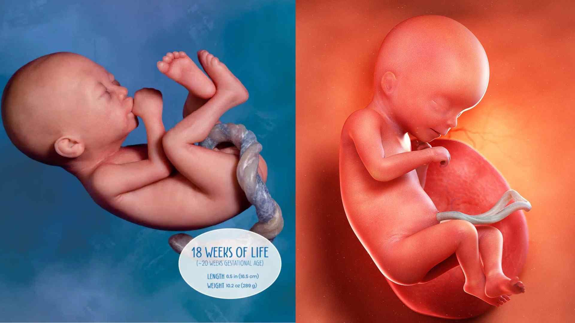 18 Weeks Pregnant: Symptoms & Baby Development